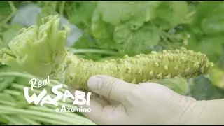 Discovering the Taste of Real Japanese Wasabi in Azumino, Nagano