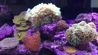 Red Sea Reefer 625 XXL, 7 months update