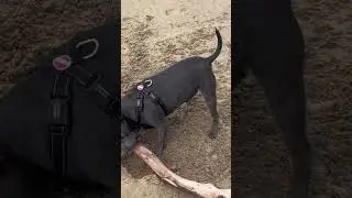 Dog Obsessed with Sticks#funny #funnytiktok #dog #funnydog #foryou