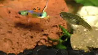 Guppy_MaleSigmoid