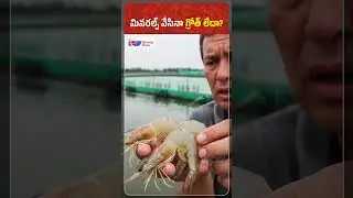 Shrimp Farming Tip: Test Phosphate Before Spending on Minerals | Shrimp News