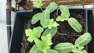 How to start luffa seeds