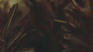 Closeup Of A Succulent Plant - Free Stock Creative Commons Video