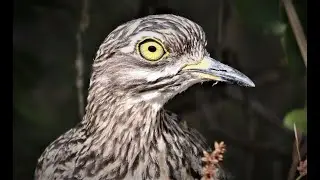 Spotted Thick-knee (Korhaan calling in background)