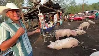 Venta de cabras y cerdos en el Tiangue de san Miguel