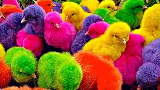 Menangkap ayam lucu, ayam warna warni, ayam rainbow, bebek, angsa, ikan hias, ikan cupang, Kelinci