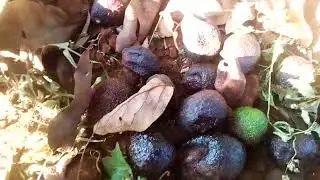 КАК ОБРАЩАТЬСЯ С ПРЕЖДЕВРЕМЕННЫМИ ПЛОДОНОМ АВОКАДО 🥑