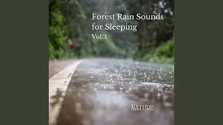 Misty RainForest