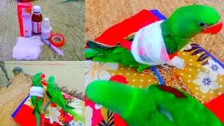 Parrots wing fracture||injury treatment in Hindi||urdu Tota ka pr Toot Jaye to Kaise ilaj Karen