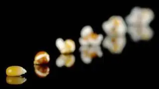 Popcorn Behaviour - 422