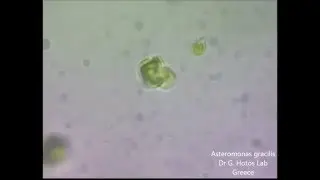 Microalgae, Asteromonas gracilis 