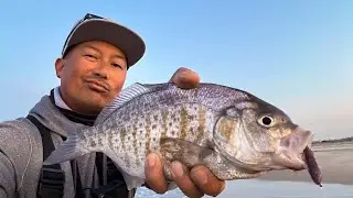 How I caught OVER LIMITS of Barred Surf Perch with UBE colored Ultra Slayers! | Honey Badger Baits