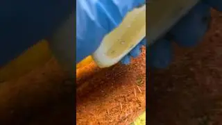 Smoked Stuffed Salmon #texas #backyard #bbq #video #food #heb @HEB  #texasbbq #short @YouTube