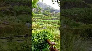 Would You HIKE This Beautiful Mountain Even In Rain? 🥰 #taiwan  #nature #scenery #shorts