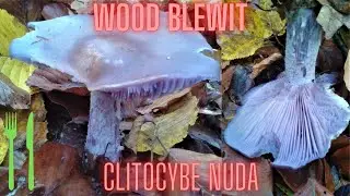 Wood Blewit (Clitocybe nuda) Modrikača