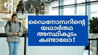 The real skeleton of a giant dinosaur ' The Big Sara' displayed at Westquay for the first time ever.