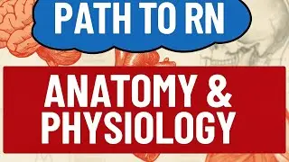 Chapter 5 cardiovascular system part 11 cardiac cycle 