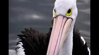 Pelican feeding frenzy, Labrador beach, QLD, Jan 2026