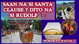 JAPAN || NARRA PARK || PET SHOP || SYDNEY-MELBOURNE AUSTRALIA || SUNSET || LAVENDER || BAMBI