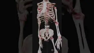 3 Mind Blowing Facts About Human Bones!