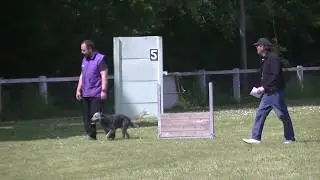 Jedi bouvier australien classe 1 mention excellent concours d'obéissance de Saumur