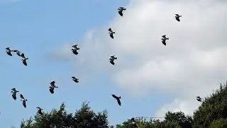 Lapwing Call