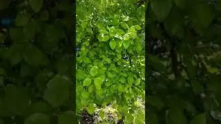 100% natural bug spray for your garden fruit trees(9)