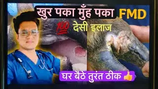 खुरपका मुँहपका (FMD) बीमारी का घरेलू इलाज 👍💯 #viral #animals #trending #treatment #vetlife #vlog 