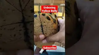 unboxing yellow belly turtle #shorts #turtles #reptiles