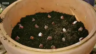 Kertész kertje tulipán ültetése cserépbe S50 S51 részletek