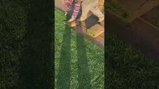 landscaper installs fresh sod to create a lush green lawn in a yard