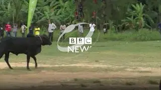 Ujasiri wa Wapemba mbele ya fahali mwenye hasira