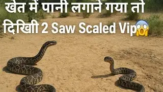 खेत में पानी लगाने गया तो दिखी 2 saw Scaled Viper 😱 | Dangerous Snake in Field | Mohan Blayach