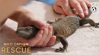Wild Orphan Rescue Full Episodes Season 1 Episodes 10 - 13 | Our World Unlocked