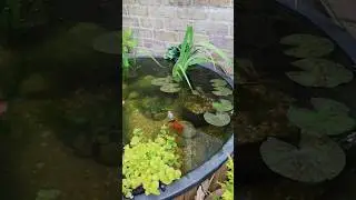 Beautiful Plants! Small Patio Pond