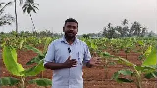 வாழையில் பின்பற்ற வேண்டிய சரியான நடவு முறைகள் | Banana Planting Methods