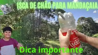 Dica importante para isca de chão , pet de 3 litros na captura de mandaçaia
