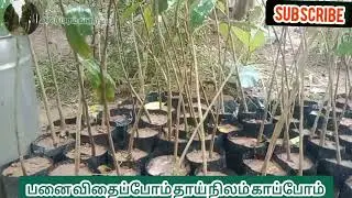 அகர் மரம் வளர்ப்பு மற்றும் அகர் கன்றுகள் எங்கு கிடைக்கும் | Agarwood plants in Tamil