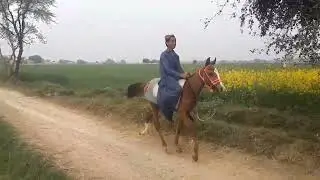starting of new colt with young rider#balochihorses #sindhihorses #pakistan #singlefooter #pacer