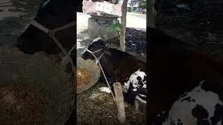 koi Vishal Vishal hot #shortvideostatus #shortvideo #গরু #cow #trending