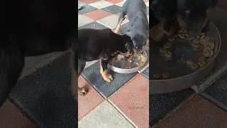 sapda arambichachi.   #puppylove #puppy #puppies #dogs #pets #petlovers