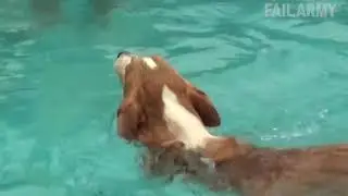 Why I Love Corgis - Corgi lover Channel