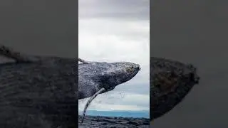 Shocking Truth. Whales walked on land? Evidence emerges from #Egypt