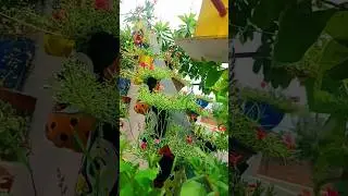 home decor ideas #entrancedecor #garden #homeentrance #gardening #flowers#entrancedecoration #shorts