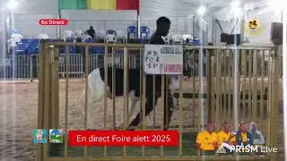 En direct Foire alett 2025, Categories plus beaux, plus belles agneaux agnelles