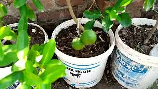 Roof top kitchen garden latest update