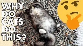 Why Do Cats ROLL In The DIRT 4 Reasons