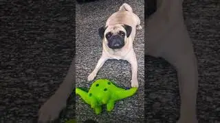 #pug #puppy #youtubeus #trending #short #rocky #video