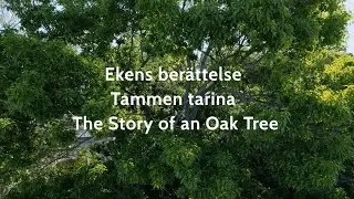 #studiovisitchappe Tammen Tarina | Ekens ber&auml;ttelse | The Story of the Oak Tree