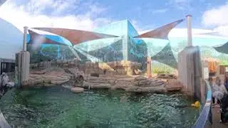 Mote Aquarium Sarasota 2025: Otter Exhibit in Full 360&deg;